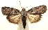  ( - 13-SRNP-100806)  @14 [ ] CreativeCommons  Attribution Non-Commercial Share-Alike (2017) Daniel H. Janzen Guanacaste Dry Forest Conservation Fund