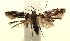  ( - 13-SRNP-100836)  @12 [ ] CreativeCommons  Attribution Non-Commercial Share-Alike (2017) Daniel H. Janzen Guanacaste Dry Forest Conservation Fund