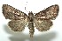  ( - 13-SRNP-100884)  @14 [ ] CreativeCommons  Attribution Non-Commercial Share-Alike (2017) Daniel H. Janzen Guanacaste Dry Forest Conservation Fund