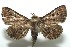  ( - 13-SRNP-100886)  @13 [ ] CreativeCommons  Attribution Non-Commercial Share-Alike (2017) Daniel H. Janzen Guanacaste Dry Forest Conservation Fund