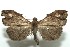  ( - 13-SRNP-100889)  @12 [ ] CreativeCommons  Attribution Non-Commercial Share-Alike (2017) Daniel H. Janzen Guanacaste Dry Forest Conservation Fund