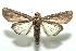  ( - 13-SRNP-100893)  @14 [ ] CreativeCommons  Attribution Non-Commercial Share-Alike (2017) Daniel H. Janzen Guanacaste Dry Forest Conservation Fund