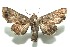  ( - 13-SRNP-100895)  @14 [ ] CreativeCommons  Attribution Non-Commercial Share-Alike (2017) Daniel H. Janzen Guanacaste Dry Forest Conservation Fund