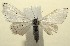  ( - 13-SRNP-100948)  @13 [ ] CreativeCommons  Attribution Non-Commercial Share-Alike (2017) Daniel H. Janzen Guanacaste Dry Forest Conservation Fund