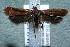  ( - 13-SRNP-1152)  @14 [ ] CreativeCommons  Attribution Non-Commercial Share-Alike (2017) Daniel H. Janzen Guanacaste Dry Forest Conservation Fund