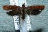  ( - 13-SRNP-1177)  @14 [ ] CreativeCommons  Attribution Non-Commercial Share-Alike (2017) Daniel H. Janzen Guanacaste Dry Forest Conservation Fund