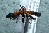  ( - 13-SRNP-138)  @13 [ ] CreativeCommons  Attribution Non-Commercial Share-Alike (2017) Daniel H. Janzen Guanacaste Dry Forest Conservation Fund