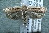  ( - 13-SRNP-40516)  @14 [ ] CreativeCommons  Attribution Non-Commercial Share-Alike (2017) Daniel H. Janzen Guanacaste Dry Forest Conservation Fund