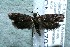  ( - 13-SRNP-40707)  @13 [ ] CreativeCommons  Attribution Non-Commercial Share-Alike (2017) Daniel H. Janzen Guanacaste Dry Forest Conservation Fund
