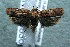  ( - 13-SRNP-40830)  @14 [ ] CreativeCommons  Attribution Non-Commercial Share-Alike (2017) Daniel H. Janzen Guanacaste Dry Forest Conservation Fund