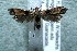  ( - 13-SRNP-41043)  @13 [ ] CreativeCommons  Attribution Non-Commercial Share-Alike (2017) Daniel H. Janzen Guanacaste Dry Forest Conservation Fund