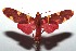  (Trichromia cardinalis - 14-SRNP-103699)  @14 [ ] CreativeCommons - Attribution Non-Commercial Share-Alike (2015) Daniel H. Janzen Guanacaste Dry Forest Conservation Fund