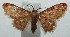  (Idaea BioLep202 - 14-SRNP-104179)  @14 [ ] CreativeCommons - Attribution Non-Commercial Share-Alike (2015) Daniel H. Janzen Guanacaste Dry Forest Conservation Fund