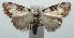 (Callinola leudostola - 14-SRNP-104529)  @14 [ ] CreativeCommons - Attribution Non-Commercial Share-Alike (2015) Daniel H. Janzen Guanacaste Dry Forest Conservation Fund
