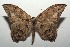  ( - 14-SRNP-104992)  @14 [ ] CreativeCommons - Attribution Non-Commercial Share-Alike (2015) Daniel H. Janzen Guanacaste Dry Forest Conservation Fund