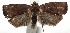  (Cerconota BioLep89 - 14-SRNP-105208)  @14 [ ] CreativeCommons - Attribution Non-Commercial Share-Alike (2015) Daniel H. Janzen Guanacaste Dry Forest Conservation Fund