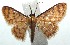  (Idaea BioLep568 - 14-SRNP-105469)  @15 [ ] CreativeCommons - Attribution Non-Commercial Share-Alike (2015) Daniel H. Janzen Guanacaste Dry Forest Conservation Fund