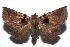  (Athyrma brigittae - 14-SRNP-105656)  @15 [ ] CreativeCommons  Attribution Non-Commercial Share-Alike (2016) Unspecified Guanacaste Dry Forest Conservation Fund