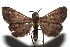  ( - 14-SRNP-105764)  @13 [ ] CreativeCommons  Attribution Non-Commercial Share-Alike (2016) Unspecified Guanacaste Dry Forest Conservation Fund