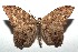  ( - 14-SRNP-105792)  @14 [ ] CreativeCommons  Attribution Non-Commercial Share-Alike (2016) Unspecified Guanacaste Dry Forest Conservation Fund