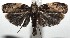  (Antaeotricha Janzen890 - 14-SRNP-105962)  @14 [ ] CreativeCommons  Attribution Non-Commercial Share-Alike (2016) Unspecified Guanacaste Dry Forest Conservation Fund
