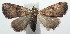  (Metalectra BioLep635 - 14-SRNP-106073)  @14 [ ] CreativeCommons  Attribution Non-Commercial Share-Alike (2016) Unspecified Guanacaste Dry Forest Conservation Fund