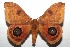  ( - 14-SRNP-106155)  @14 [ ] CreativeCommons  Attribution Non-Commercial Share-Alike (2016) Unspecified Guanacaste Dry Forest Conservation Fund