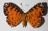  (Argyrogrammana venilia - 14-SRNP-41999)  @14 [ ] CreativeCommons  Attribution Non-Commercial Share-Alike (2016) Unspecified Guanacaste Dry Forest Conservation Fund