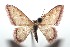  (Idaea posides - 14-SRNP-101273)  @15 [ ] CreativeCommons - Attribution Non-Commercial Share-Alike (2014) Daniel H. Janzen Guanacaste Dry Forest Conservation Fund