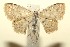  (Scopula apparitaria - 14-SRNP-102869)  @14 [ ] CreativeCommons - Attribution Non-Commercial Share-Alike (2015) Daniel H. Janzen Guanacaste Dry Forest Conservation Fund