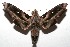  (Madoryx dentatus - 08-SRNP-101363)  @14 [ ] CreativeCommons - Attribution Non-Commercial Share-Alike (2008) Unspecified Guanacaste Dry Forest Conservation Fund
