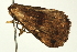 ( - BL1078)  @12 [ ] CreativeCommons - Attribution (2009) Unspecified Centre for Biodiversity Genomics