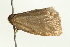  ( - BL421)  @12 [ ] CreativeCommons - Attribution (2009) Unspecified Centre for Biodiversity Genomics