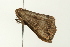  ( - BL960)  @12 [ ] CreativeCommons - Attribution (2009) Unspecified Centre for Biodiversity Genomics