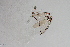  (Thienemanniella taurocapita - 24-SWRC-0731)  @11 [ ] CreativeCommons - Attribution (2024) Stroud Water Research Center (SWRC) Stroud Water Research Center (SWRC)