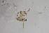  (Lopescladius - 24-SWRC-0743)  @11 [ ] CreativeCommons - Attribution (2024) Stroud Water Research Center (SWRC) Stroud Water Research Center (SWRC)