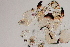  (Orthocladius luteipes - 24-SWRC-0802)  @11 [ ] CreativeCommons - Attribution (2024) Stroud Water Research Center (SWRC) Stroud Water Research Center (SWRC)