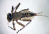  ( - SWRC-E_subpallidus_Hic_02)  @11 [ ] Copyright (c) (2024) David H. Funk Stroud Water Research Center