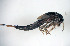  (Isonychia serrata - SWRC-I_serrata_NFPiney_01)  @11 [ ] Copyright (c) (2024) David H. Funk Stroud Water Research Center
