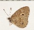  ( - CCDB-02225-B04)  @12 [ ] Copyright (2009) Unspecified The Research Collection of David C. Lees