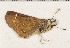  ( - CCDB-02225-C06)  @13 [ ] Copyright (2009) Unspecified The Research Collection of David C. Lees