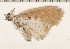  ( - CCDB-02225-D07)  @12 [ ] Copyright (2009) Unspecified The Research Collection of David C. Lees