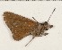  (Borbo ratek - CCDB-02225-D11)  @13 [ ] Copyright (2009) Unspecified The Research Collection of David C. Lees