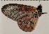  (Acraea hova - CCDB-02225-G09)  @13 [ ] Copyright (2009) Unspecified The Research Collection of David C. Lees