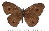  ( - DL06-719B)  @14 [ ] Copyright (2015) David.C .Lees Cambridge University Department of Zoologyu