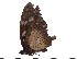  (Hypolimnas anthedon - DL06-911)  @12 [ ] Copyright (2015) David.C .Lees Cambridge University Department of Zoologyu
