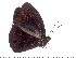  ( - DL14AM-0000)  @13 [ ] Copyright (2015) David.C .Lees Cambridge University Department of Zoologyu
