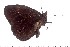  ( - DL14M0-0004)  @13 [ ] Copyright (2015) David.C .Lees Cambridge University Department of Zoologyu