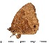  ( - DL14M-0049)  @14 [ ] Copyright (2015) David.C .Lees Cambridge University Department of Zoologyu