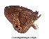  ( - DL14M-0052)  @14 [ ] Copyright (2015) David.C .Lees Cambridge University Department of Zoologyu